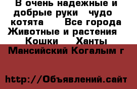 В очень надежные и добрые руки - чудо - котята!!! - Все города Животные и растения » Кошки   . Ханты-Мансийский,Когалым г.